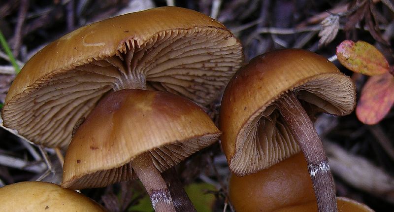 Galerina da determinare n�7.